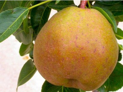 Hrušeň 'Garden Gem'