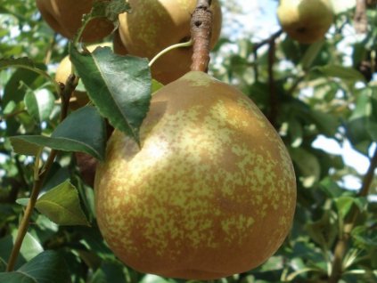 Hrušeň 'General Leclerc'