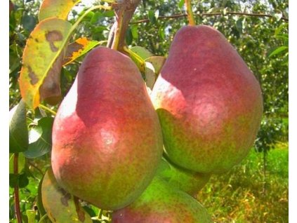 Hru�e� �Isolda� (Balen� prostoko�enn� stromek, Podno� semen��)