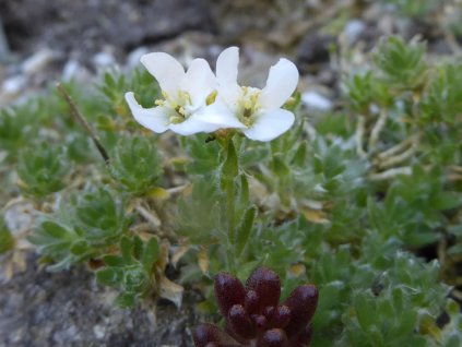 Huseník androsacea - Arabis androsacea