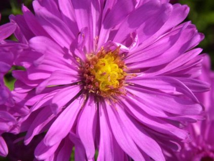 Hvězdnice křovitá 'Kassel' - Aster dumosus 'Kassel'