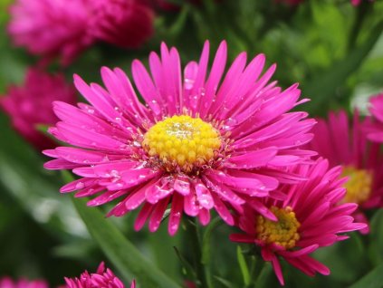 kissen aster starlight m011332 w 9