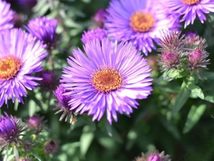 new england aster aster novae angliae purple dome 5 10 pot p9