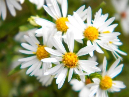 divari