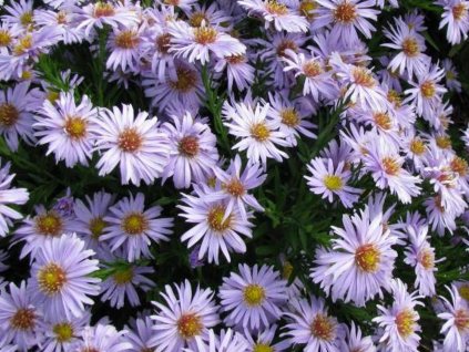 Hvězdnice vřesovcová 'Erlkoenigin' - Aster ericoides 'Erlkoenigin'