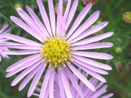 pink star