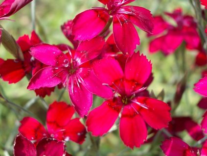 Hvozd�k kropenat� �Leuchtfunk� - Dianthus deltoides �Leuchtfunk� (Balen� kontejner p11)