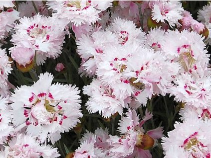 Hvozdík péřitý 'Ine' - Dianthus plumarius 'Ine'