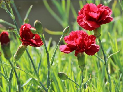 Hvozdík péřitý 'Munot' - Dianthus plumarius 'Munot'