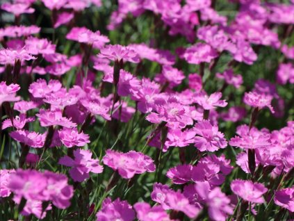 Hvozdík sivý 'Eydangeri' - Dianthus gratianopolitanus 'Eydangeri'