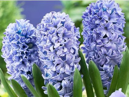 Hyacint 'Delft Blue' (Balení cibule 16/17 - 5 ks)