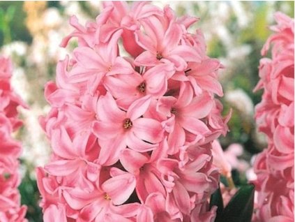 Hyacint 'Fondant' (Balení cibule 15/16 - 5 ks)