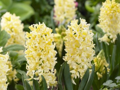 Hyacint 'Gipsy Princess' (Balení cibule 15/16 - 5 ks)