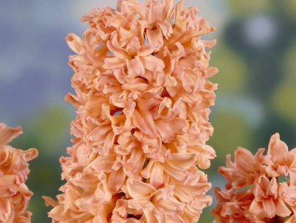 Hyacint 'Gipsy Queen' (Balení cibule 14/15 - 5 ks)
