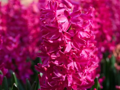 Hyacint 'Jan Bos' (Balení cibule 14/15 - 5 ks)