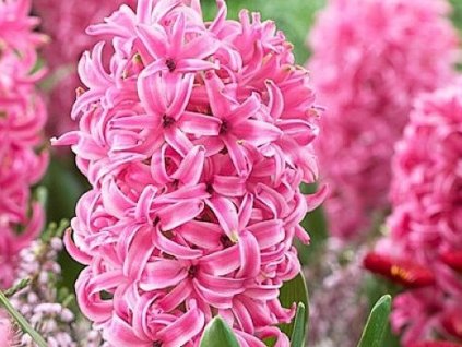 Hyacint 'Pink Pearl' (Balení cibule 15/16 - 5 ks)