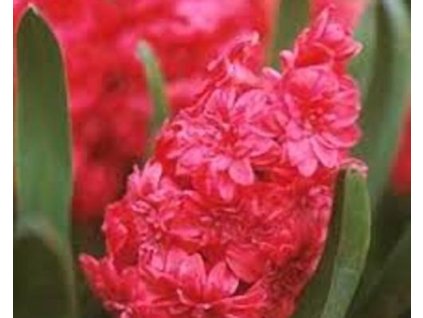 41844 1 hyacint red magic