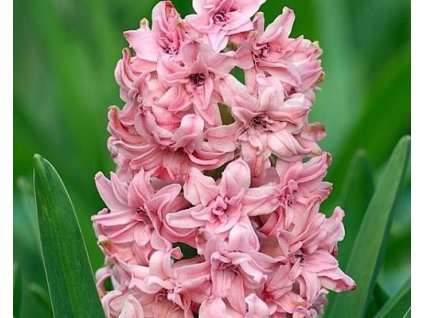 41847 1 hyacint rosette