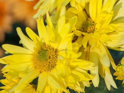 Chryzantéma 'Citrus' - Chrysanthemum 'Citrus'