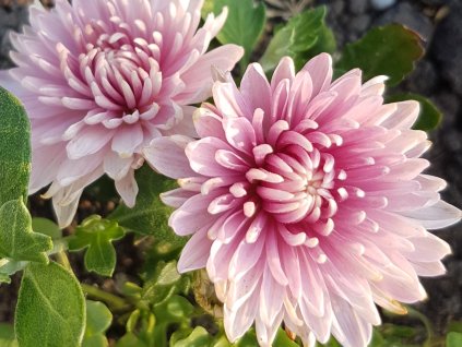 Chryzantéma 'Orchid Helen' - Chrysanthemum indicum 'Orchid Helen'