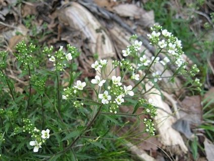 glabrifolia