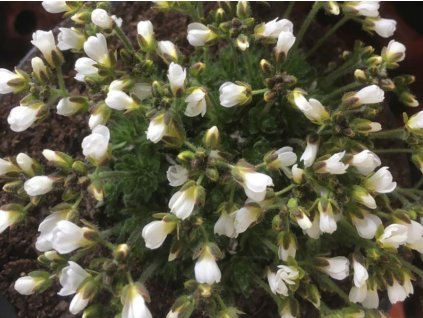 Chudina suendermannii - Draba suendermannii