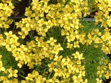 Chudina uvolněná - Draba bruniifolia