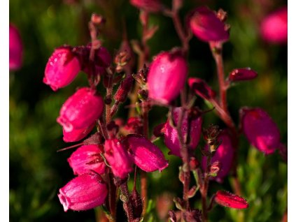 42129 1 irsky vres andrea