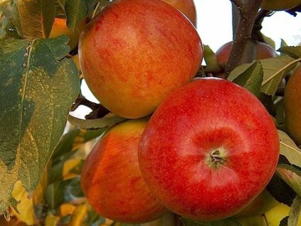 Jabloň 'Braeburn Red'