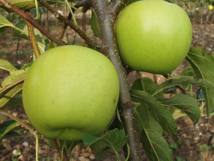 Jabloň 'Golden Delicious  Reinders'  Malus domestica 'Golden Delicious Reinders'