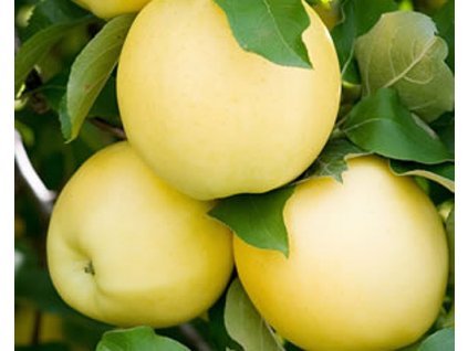 Jabloň 'Golden Delicious Smoothee® '