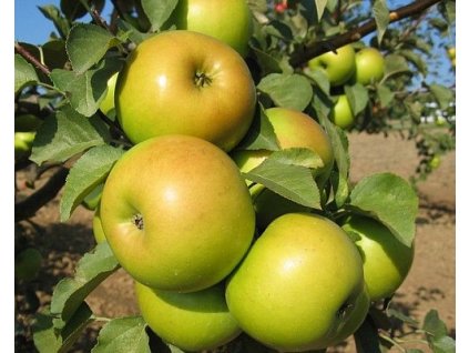 Jabloň 'Goldstar'