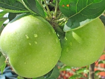 Jabloň 'Granny Smith'