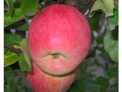 Jabloň 'Melodie'