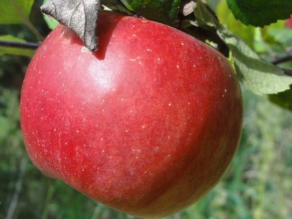 Jabloň 'Melrose'