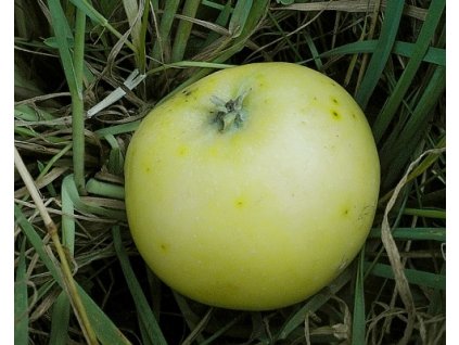 Jabloň 'Punčové'