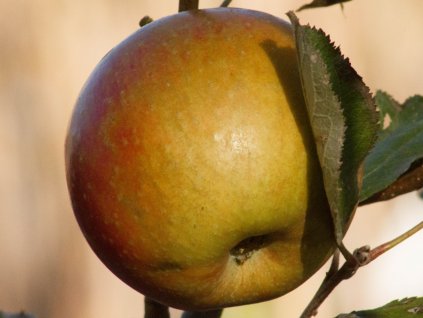 Jabloň 'Red Boskoop'