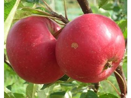 Jabloň 'Red Devil'