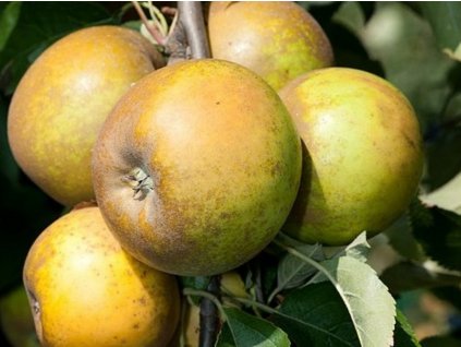 Jabloň 'Russet'