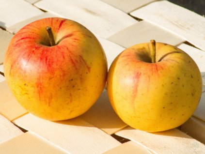 Jabloň 'Švýcarské oranžové'
