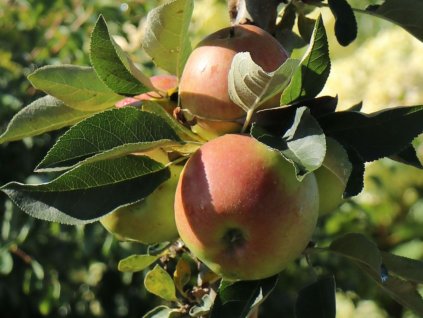 Jabloň sloupovitá 'Pompink Ginover'