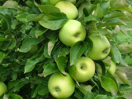 Jabloň sloupovitá 'Sonet'