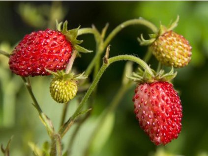 Jahodník obecný - Fragaria vesca
