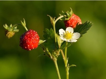 Jahodník obecný 'Multiplex'- Fragaria vesca 'Multiplex'
