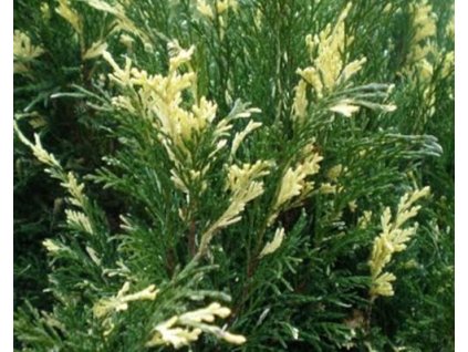 43839 1 jalovec chvojka variegata