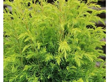 Jalovec obecn� �Gold Cone� (Balen� bal, Tvar v��ka 175-200cm)