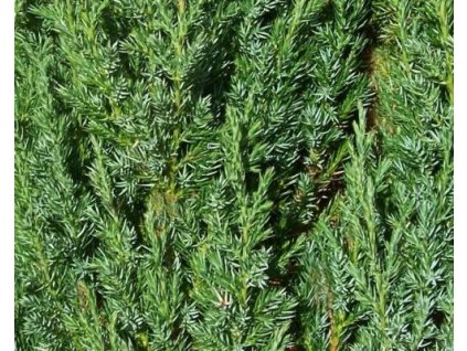 Jalovec obecn� �Hibernica� (Balen� bal, Tvar v��ka 150-175cm)