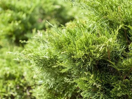 Jalovec Pfitzerův 'Mint Julep'