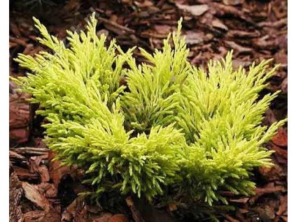 43932 1 jalovec polehly limeglow