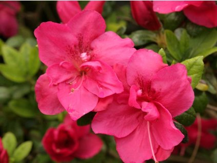 Japonská azalka 'Tornella'